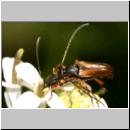 Pseudovadonia livida - Bockkaefer 10 Deister.jpg